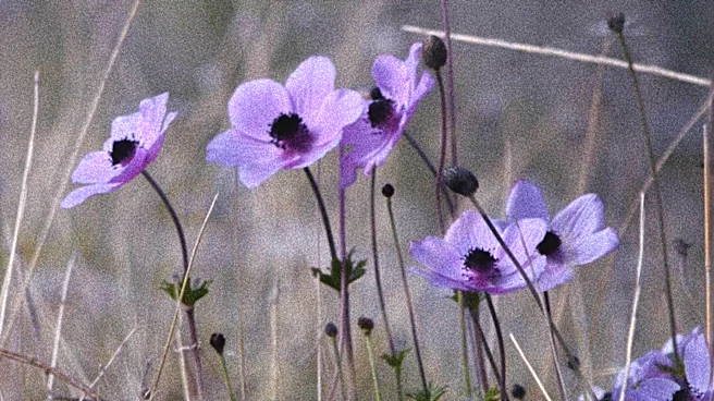 Japanese Anemones: A Solution for Late Summer Garden Gaps