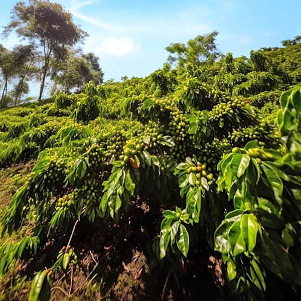 Buddhas Cup Coffee Farm Tour Highlights Sustainable Water Management Practices