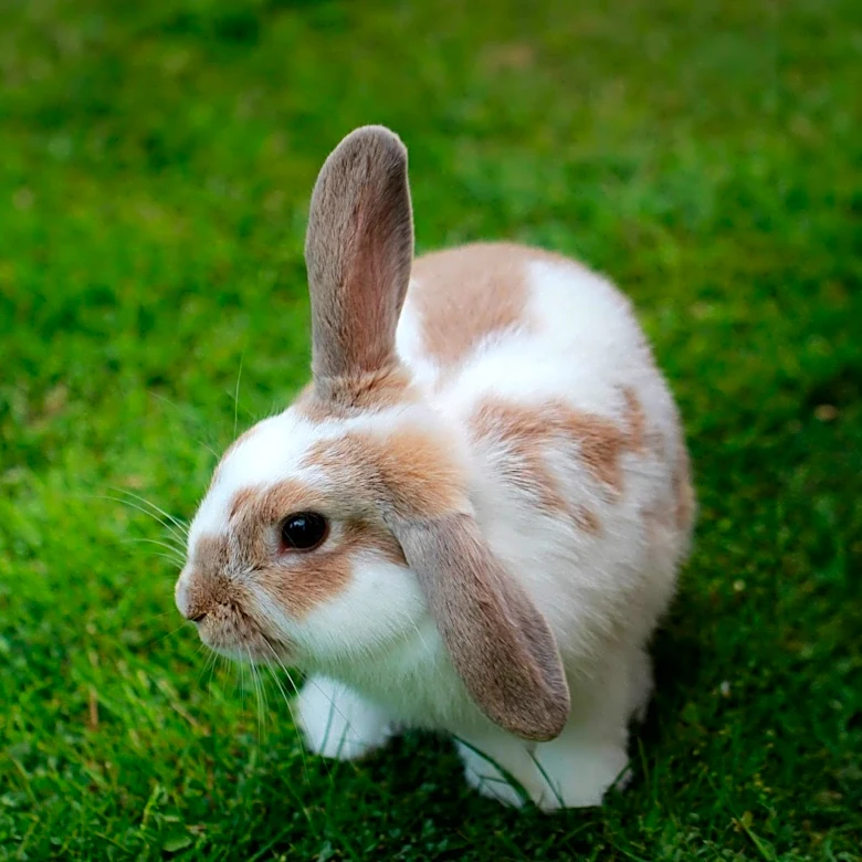 Belinda the Rabbit Engages Audience with Interactive Blog