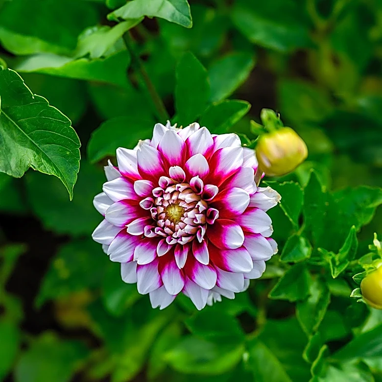 Dahlia Care in August: Key Tips for Prolonged Blooming