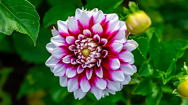 Dahlia Care in August: Key Tips for Prolonged Blooming