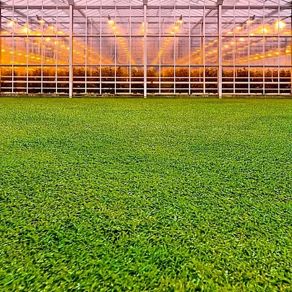 Generative AI's Dual Modes: Greenhouse and Lens Approach Explored