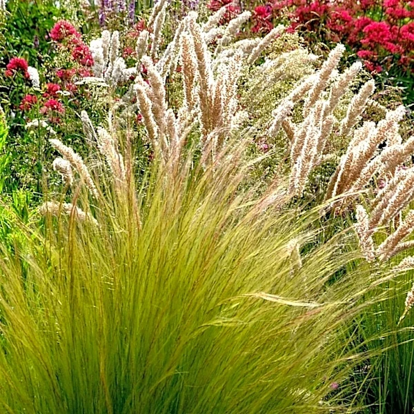 Garden Experts Advise on Drought-Resistant Plants for Summer Care