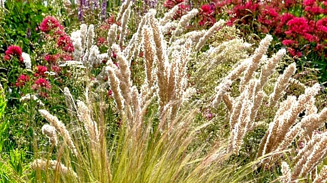 Garden Experts Advise on Drought-Resistant Plants for Summer Care