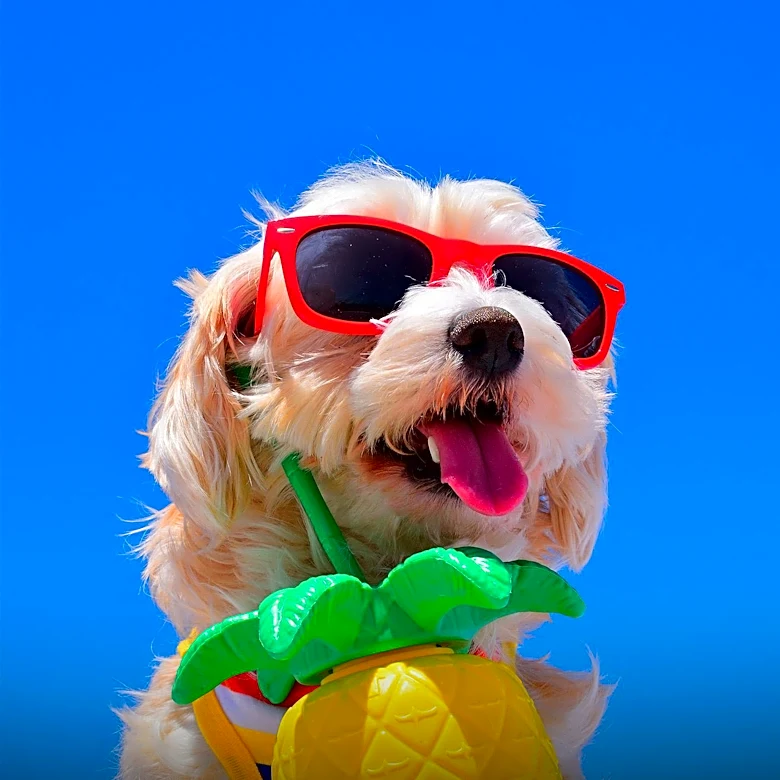 Summer Survival Tips: Treat Yourself Like a Beloved Dog