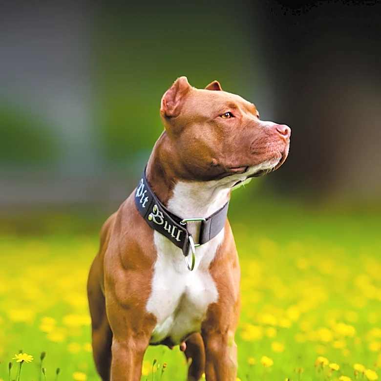 Jon Bernthal Criticizes Pit Bull Stereotypes, Labels Fear as 'Dog Racism'
