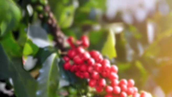 Global Coffee Production Dominated by Brazil, Vietnam, and Colombia