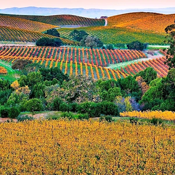 Understanding Terroir: The Human Responsibility in Wine Production