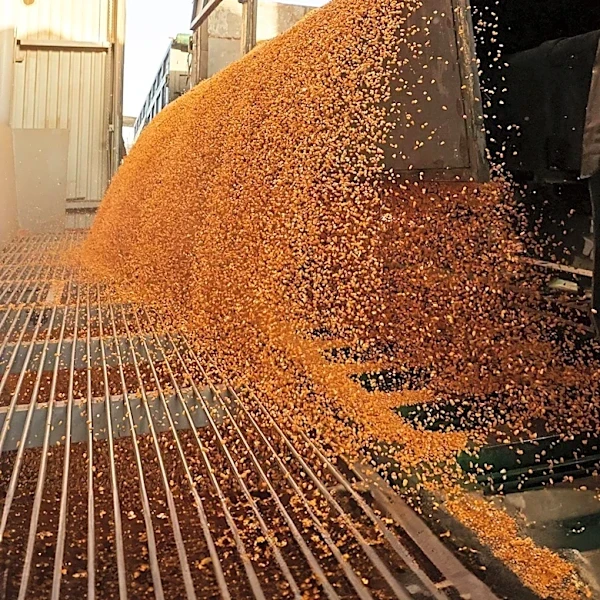 Virginia Poultry Cooperative Invests $113.9 Million in Feed Mill Expansion, Boosting Local Economy