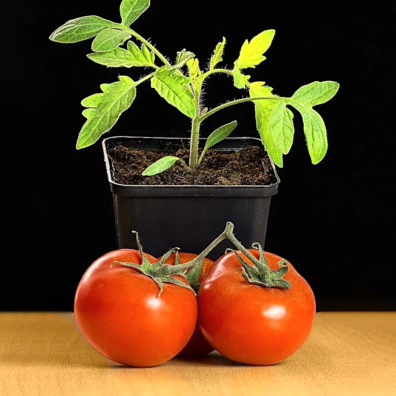 KIRO Hosts Debate Growing Own Food Amid Rising Food Safety Concerns