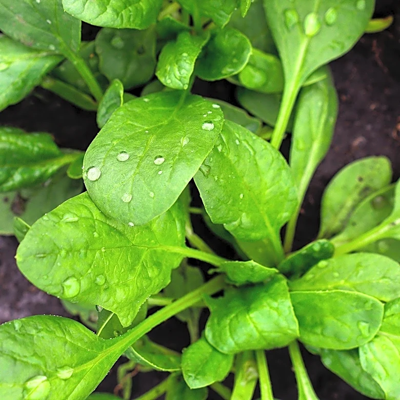 Plant-Based Growth Media Gains Traction in Cultured Meat Industry