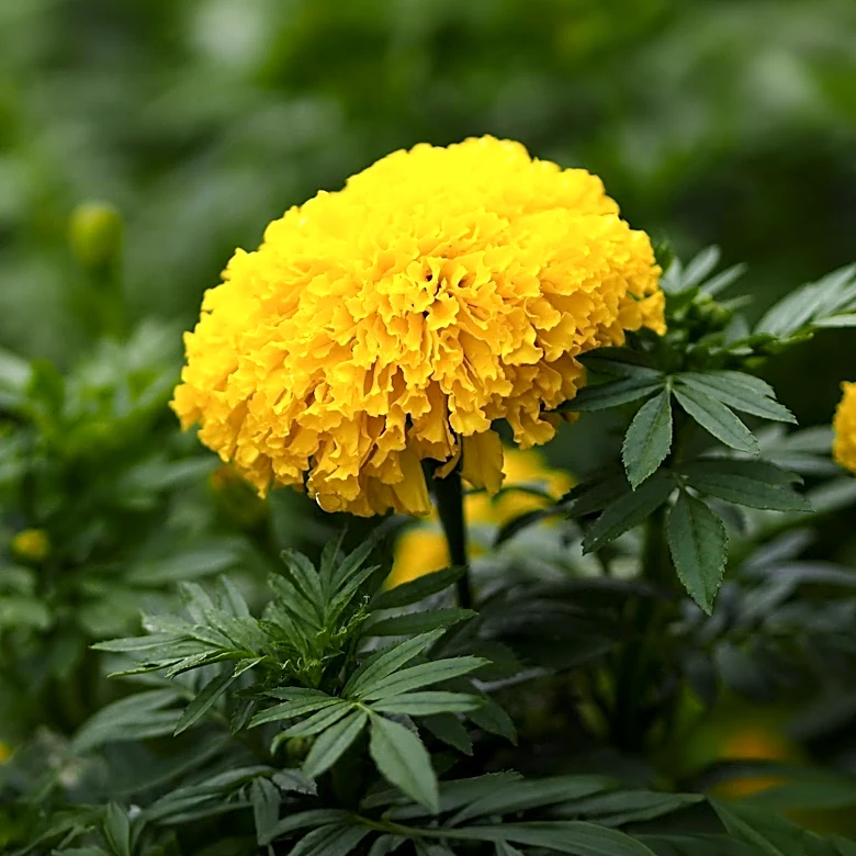 Discarded Marigold Flowers Identified as Potential Sustainable Food Source by University of Georgia Researchers