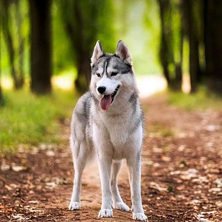 GPGI Faces Securities Fraud Lawsuit Over Husky Technologies Acquisition