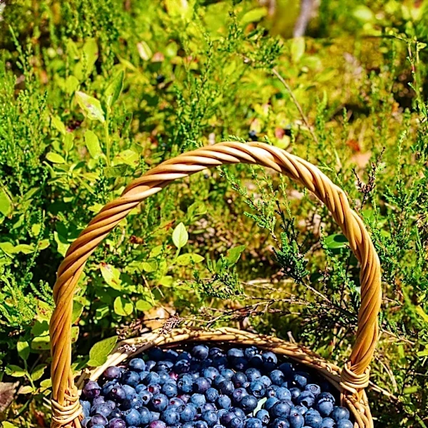 Maine Celebrates Wild Blueberry Weekend at Tavern Hill Farm