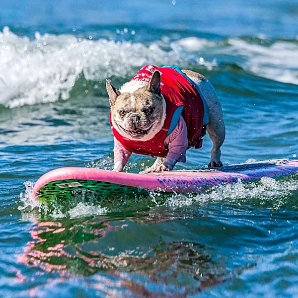 California Woman and Her Dog Overcome Cancer to Compete in World Dog Surfing Championships