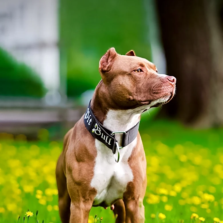 Jon Bernthal Criticizes Fear of Pit Bulls as Canine Racism