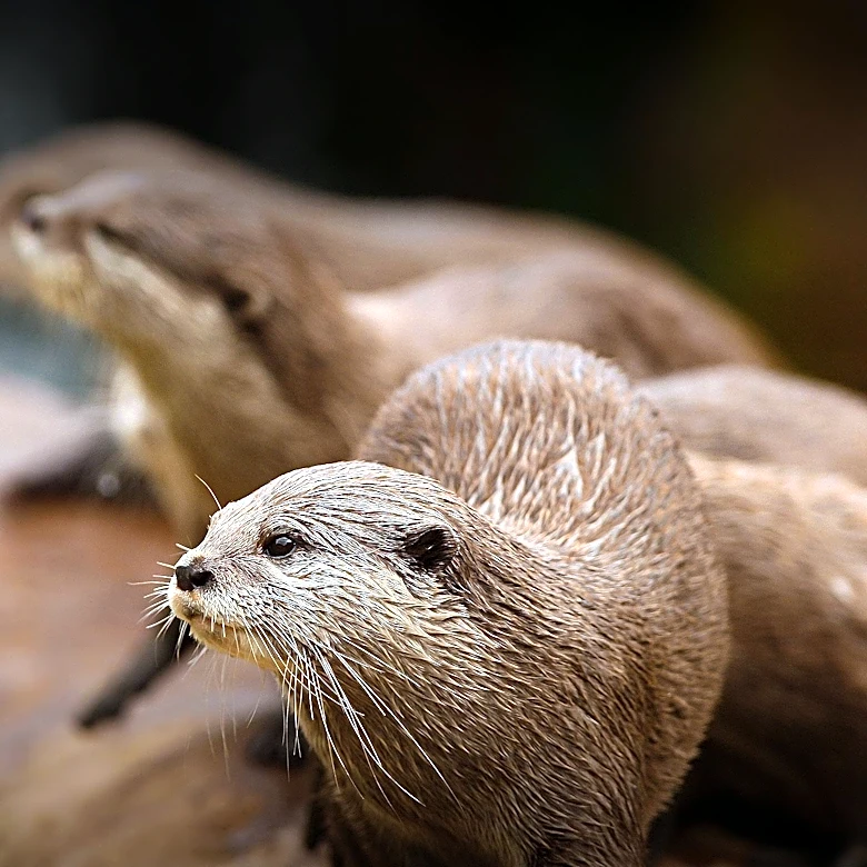 Otter.ai Faces Class Action Over AI Meeting Assistant Privacy Concerns