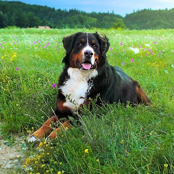 Bernese Mountain Dog's Gentle Gesture Captures Heartwarming Family Moment