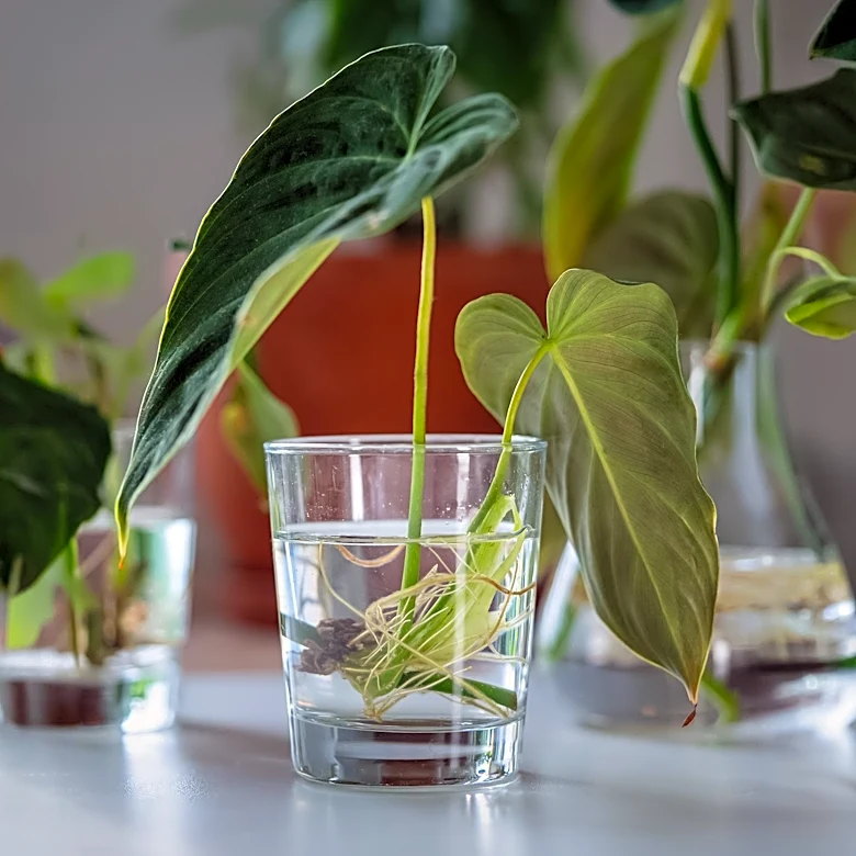 Plant Care Tips: Propagation Techniques for August Cuttings