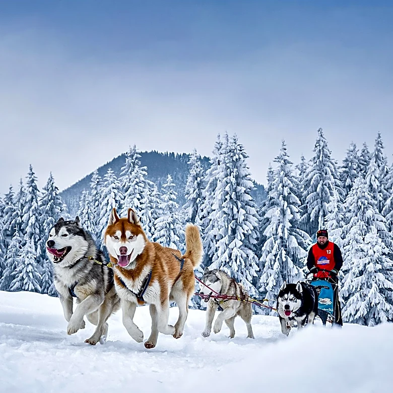 ATAO Kennel Announces Retirement from Sled Dog Racing
