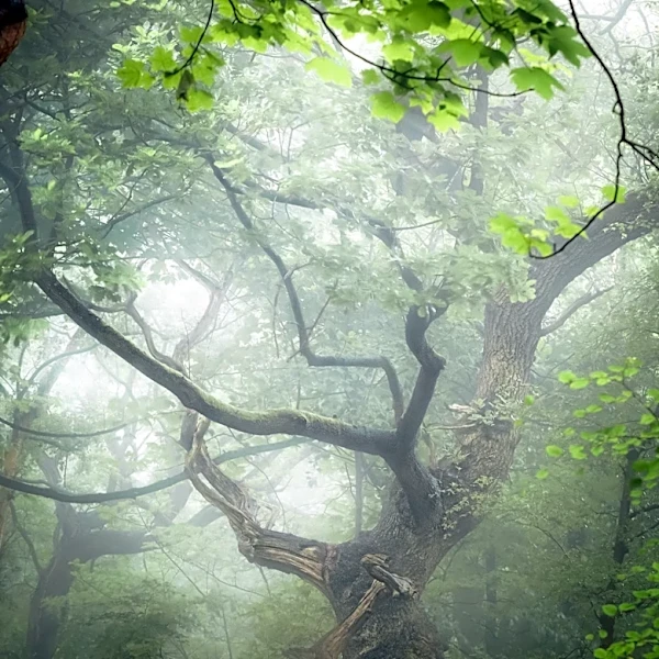 Connecticut Bigfoot Sighting Deemed Credible by Research Organization