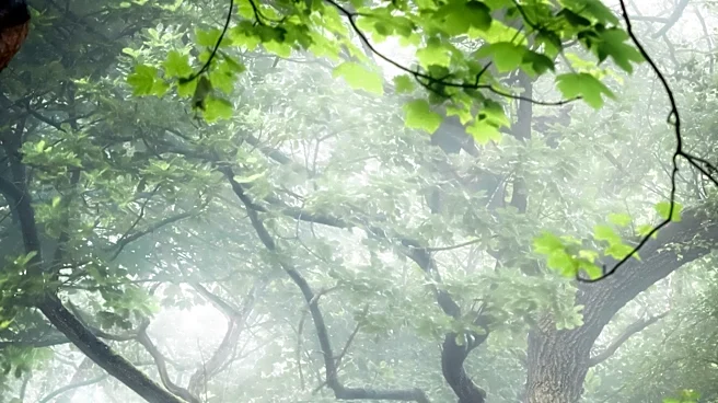 Connecticut Bigfoot Sighting Deemed Credible by Research Organization