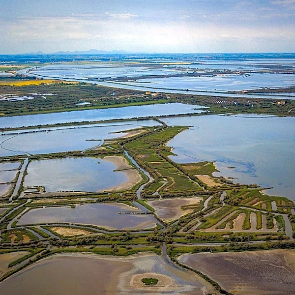 Shell to Shore Initiative Aims to Restore Georgia's Coastlines and Marshes