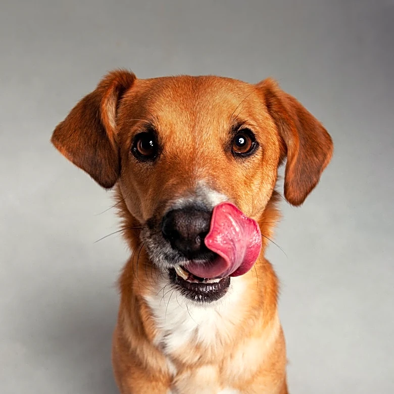 Shelter Dog's Makeover Brings Attention and Hope for Adoption