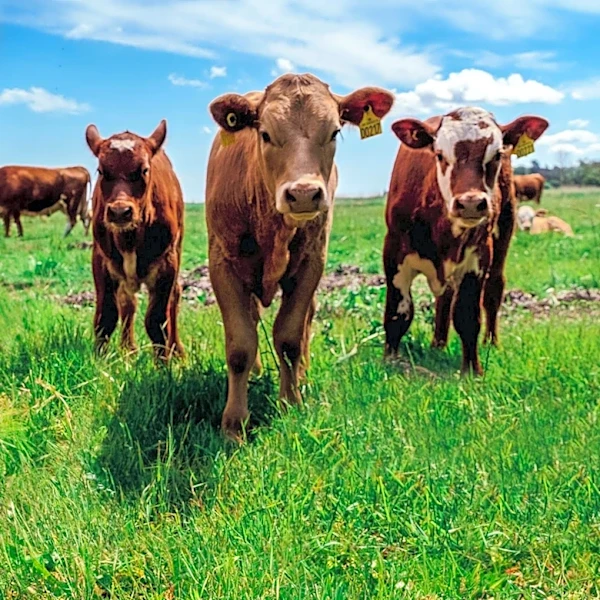Tyson Foods Faces Increased Losses in Beef Segment Amid Cattle Shortages