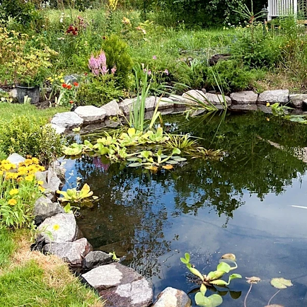 Microponds: A New Trend in Urban Gardening for Wildlife Attraction