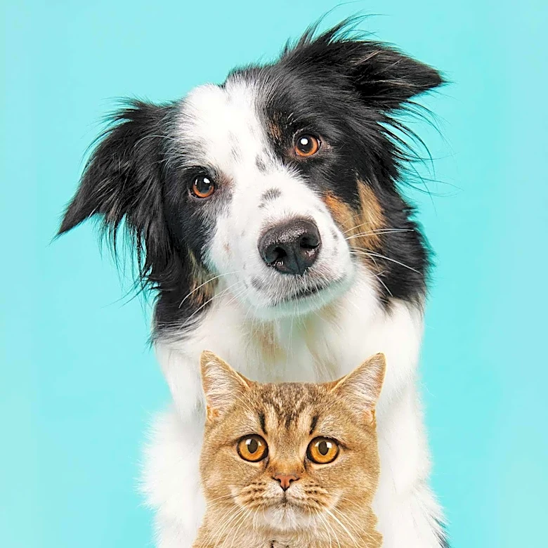 San Francisco Dog Rescue Uses Cat to Boost Adoption Rates