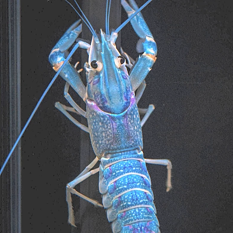 Noel Edmonds Criticized for Releasing Lobsters Back into the Sea