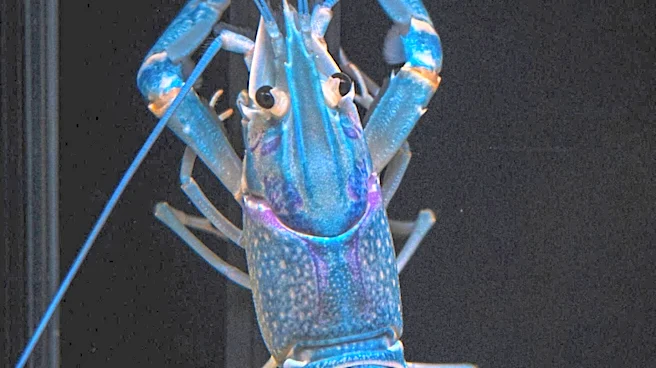 Noel Edmonds Criticized for Releasing Lobsters Back into the Sea