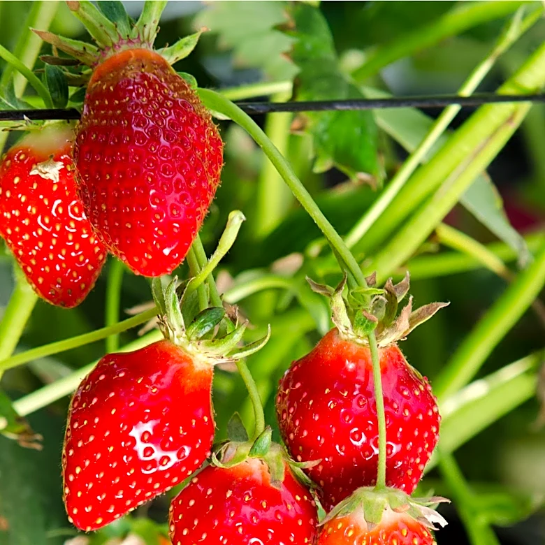 Connecticut's Strawberry Hollow Farm to Close After 60 Years