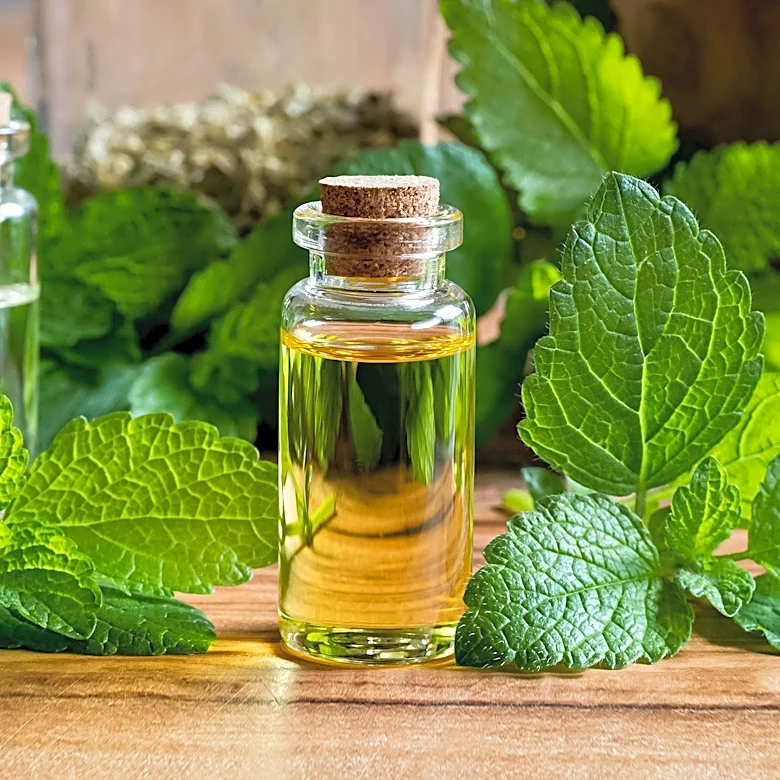 Lemon Balm Supplements Highlighted for Relaxation and Cognitive Benefits