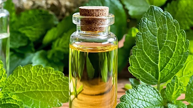 Lemon Balm Supplements Highlighted for Relaxation and Cognitive Benefits