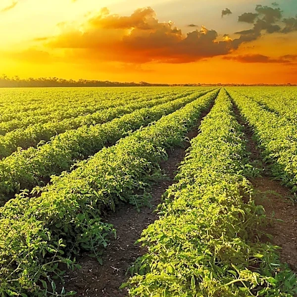 Reviving Indigenous Crops: A Path to Sustainable Agriculture in Africa