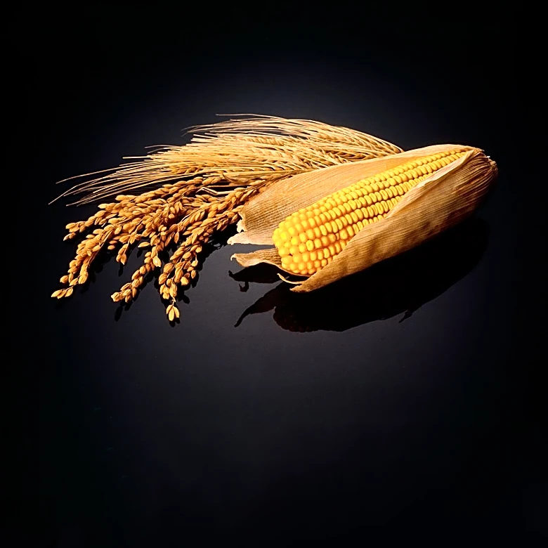Corn Market Sees Gains Amid Increased Export Activity