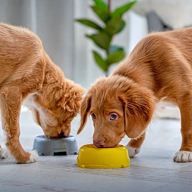 Pet Food Processing Exchange Prepares for Third Annual Event