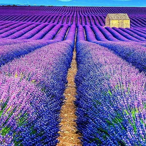 Monte-Bellaria Estate in Sebastopol Listed for Sale, Offering Unique Lavender Farm Experience