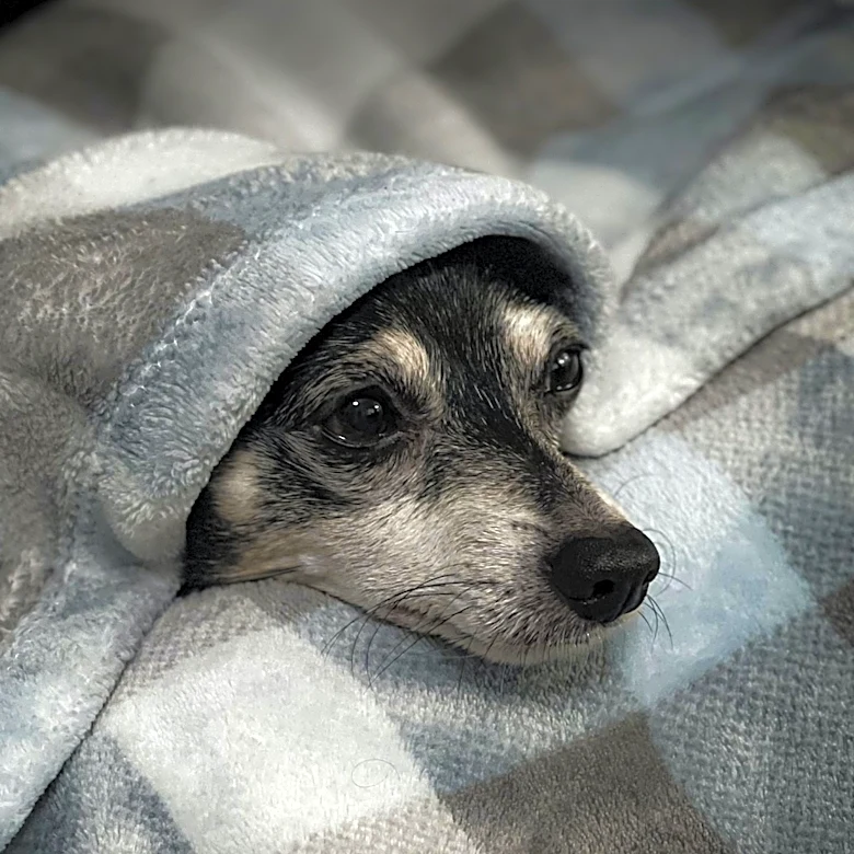 Small Dog Breeds Offer Protection and Companionship for Seniors