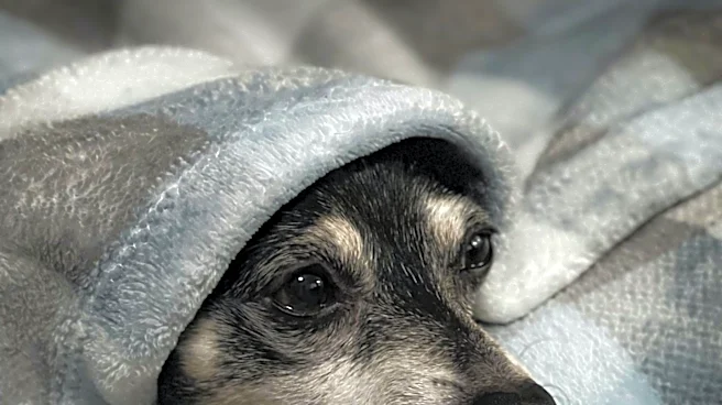 Small Dog Breeds Offer Protection and Companionship for Seniors