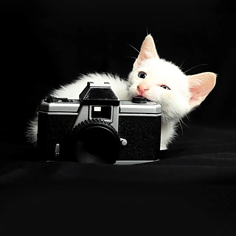 The Bitter Kitten Movie Club Announces August 2026 Film Lineup