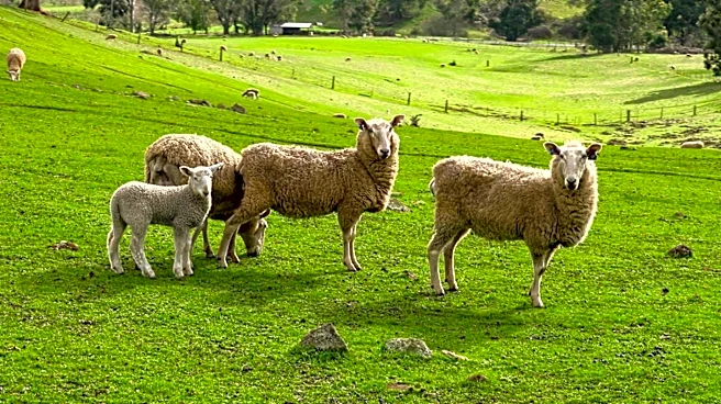 U.S. Sheep Industry Maintains Positive Outlook Despite Drought Challenges