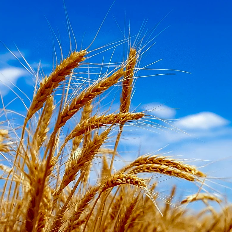 U.S. Wheat Prices Rise as Harvest Progresses and Export Inspections Decline