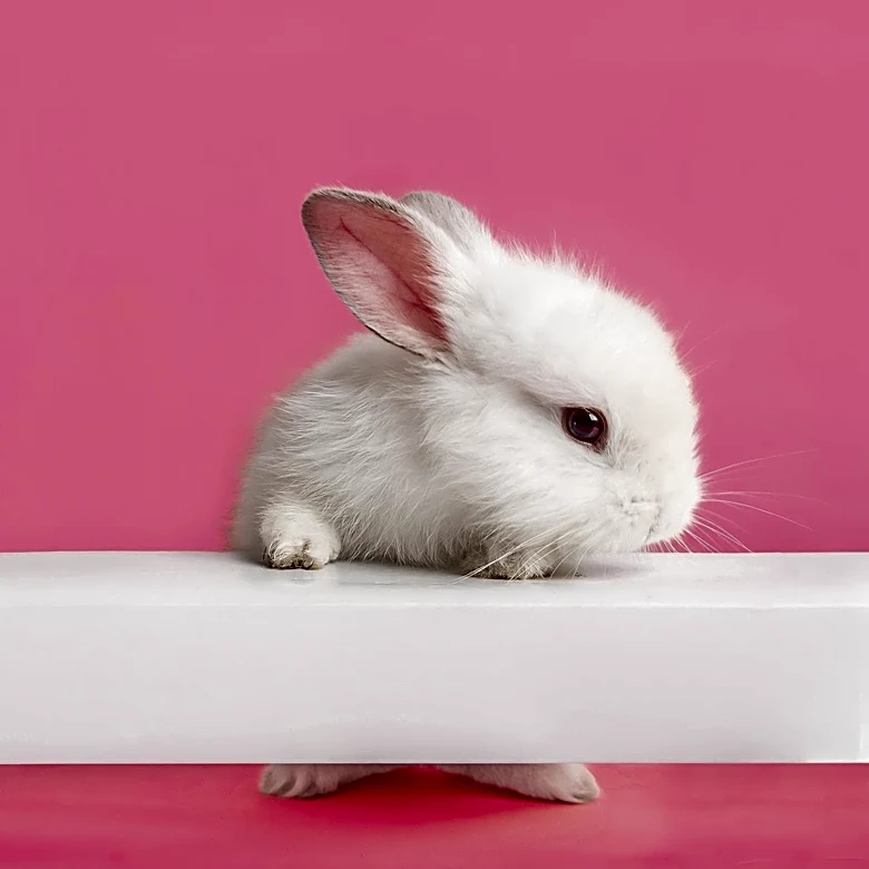 UK's Partial Ban on Animal Testing for Cosmetics Faces Scrutiny