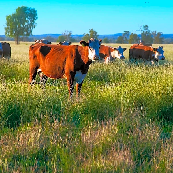 Tyson Foods Revises Profit Forecast Amid Beef Segment Challenges