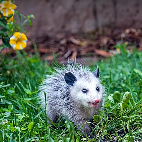Opossums: Nature's Cleanup Crew Benefiting Gardens