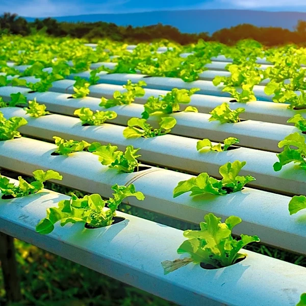 Aleph Farms Transitions to Animal-Free Growth Medium, Plans 2027 Cultivated Beef Launch in Singapore