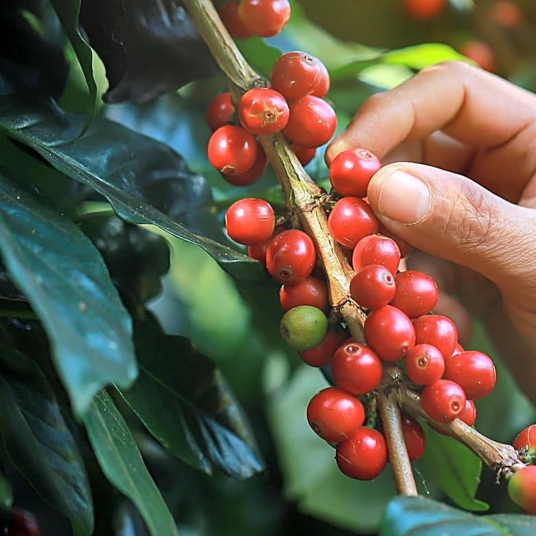 Arabica Coffee Prices Decline as Dry Weather Accelerates Brazil's Harvest